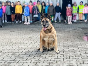 Zdjęcie przedstawia owczarka belgijskiego, siedzącego w centrum kadru, frontem do fotografa. W tle widać grupę dzieci. Tło jest zamazane.