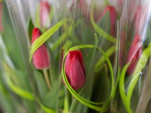 Zdjęcie przedstawia tulipany zawinięte w folię. Tulipany są koloru czerwonego.