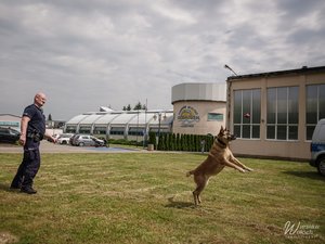 Fotografie przedstawiają policjantów w umundurowaniu służbowym, biorących udział w pikniku z okazji dnia dziecka. Na zdjęciach widoczny jest także pies służbowy oraz jego przewodnik.