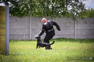 Zdjęcia przedstawiają przebieg wojewódzkich eliminacji do ogólnopolskich zawodów kynologicznych. Na pierwszych planach widoczne są psy służbowe oraz umundurowani policyjni przewodnicy.