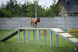 Zdjęcia przedstawiają przebieg wojewódzkich eliminacji do ogólnopolskich zawodów kynologicznych. Na pierwszych planach widoczne są psy służbowe oraz umundurowani policyjni przewodnicy.